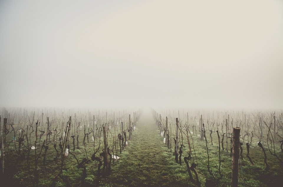 Le gel de vignoble